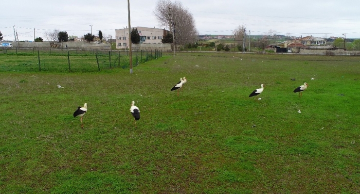 İstanbul’a Binlerce Leylek Akını