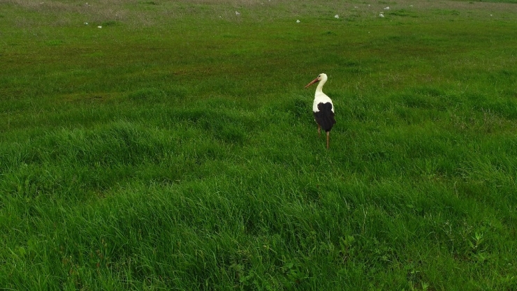 İstanbul’a Binlerce Leylek Akını