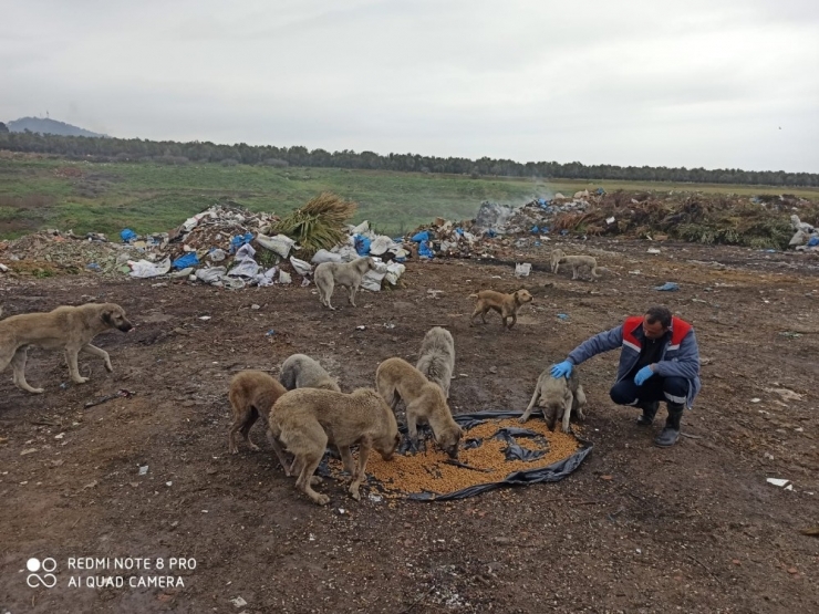 Burhaniye’de Belediye Sokak Hayvanlarına Sahip Çıktı