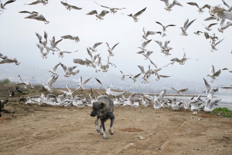 Büyükşehir Ekipleri, Sokak Hayvanları İçin Mama Gezdiriyor