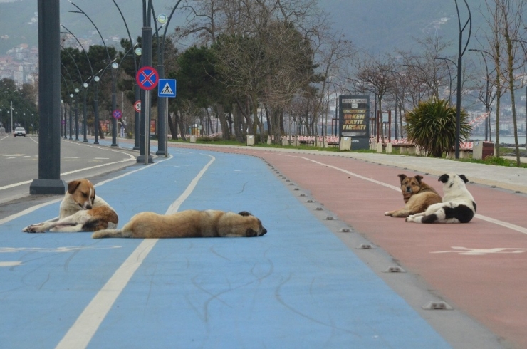 Ordu Yasağa Uydu, Sahiller Issız Kaldı