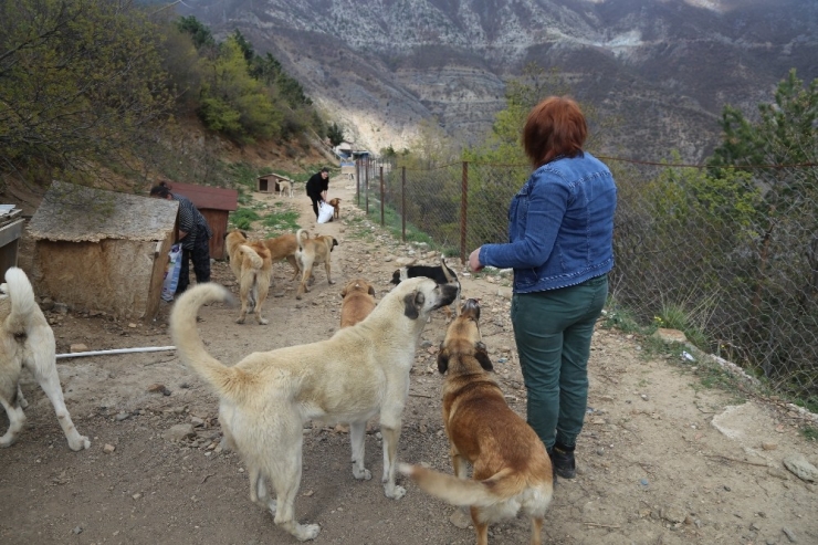 Artvin’de Sokak Hayvanları Unutulmadı