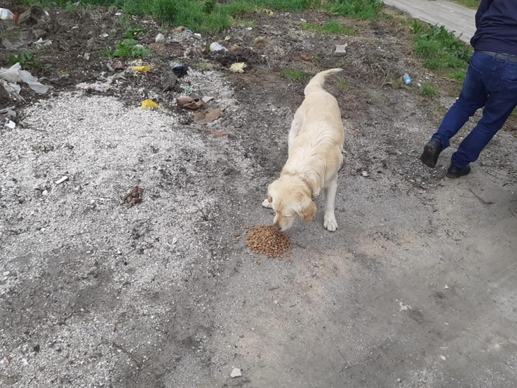 Lapseki’de Sokak Hayvanları Unutulmadı