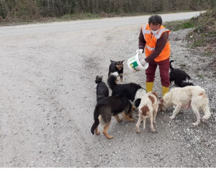 Düzce Belediyesi Sokak Hayvanlarını Unutmadı