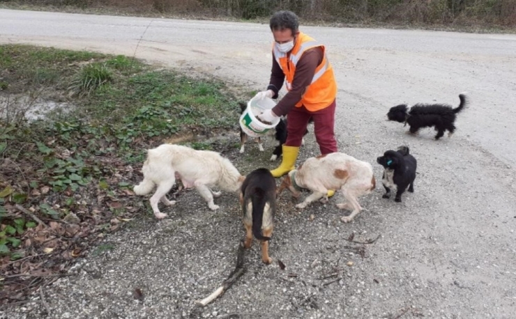 Düzce Belediyesi Sokak Hayvanlarını Unutmadı