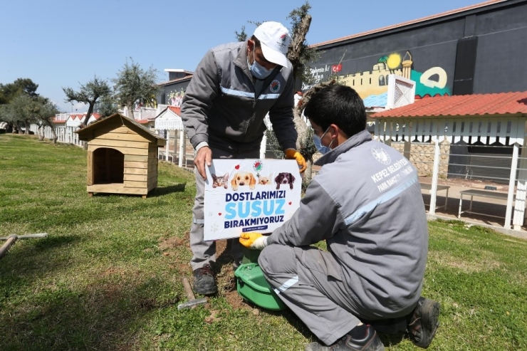 Kepez’da Mama Ve Su Kaplarının Sayısı Artırıldı