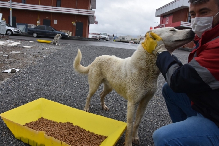 Kocasinan Belediyesi’nden Sokak Hayvanlarına Yem Ve Mama Takviyesi