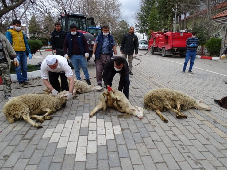 Köylüler Korona Virüsten Kurtulmak İçin Kurban Kesip Dua Ettiler