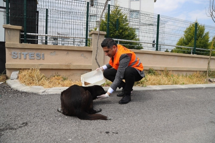 Menderes’te Sokak Hayvanları Unutulmadı