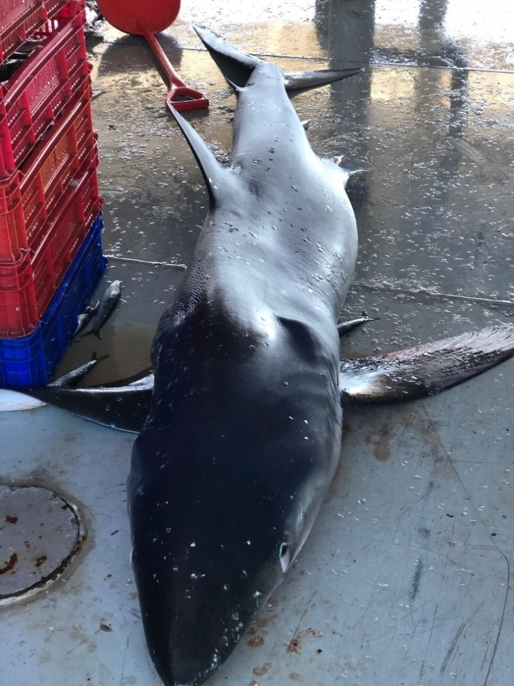 Ordulu Balıkçıların Ağına Yarım Tonluk Köpek Balığı Takıldı