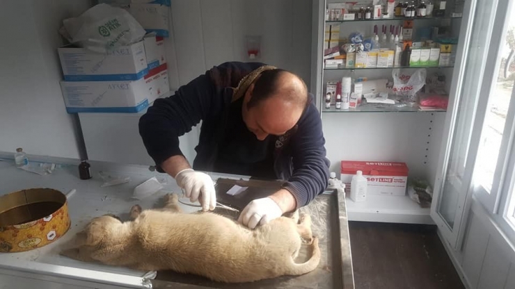 Arabanın Çarpıp Yaraladığı Köpeği Tedavi Ettirdiler