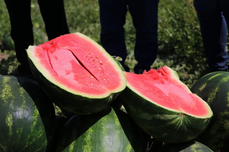 İran’dan Türkiye’ye Kayıt Dışı Karpuz Giriyor İddiası