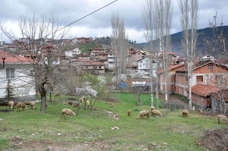 Yeşildere Köyü Sessizliğe Büründü