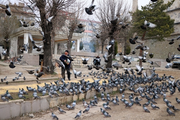 Korona Virüs Güvercinleri De Etkiledi