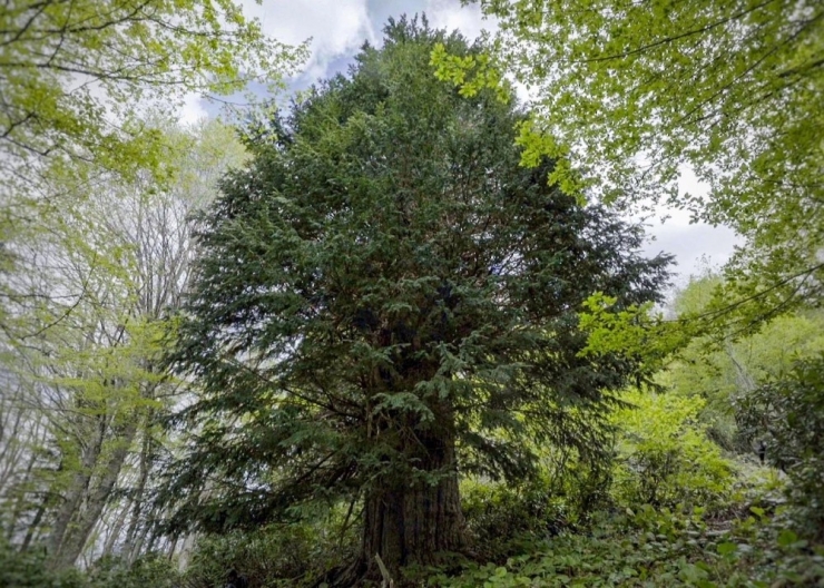 Tabiat Parklarına Virüs Engeli