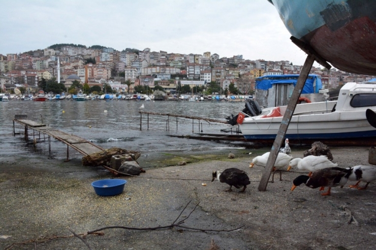 Destek İstediği Ördeklerin Bakımını Belediye Yapıyor