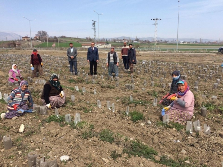 Merzifon’da Meyve Fidanı Üretimi