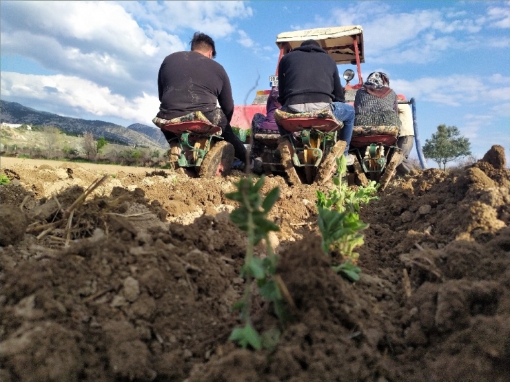 Denizli’den Dünyaya Dağıtılacak Kekikler Ekilmeye Başlandı