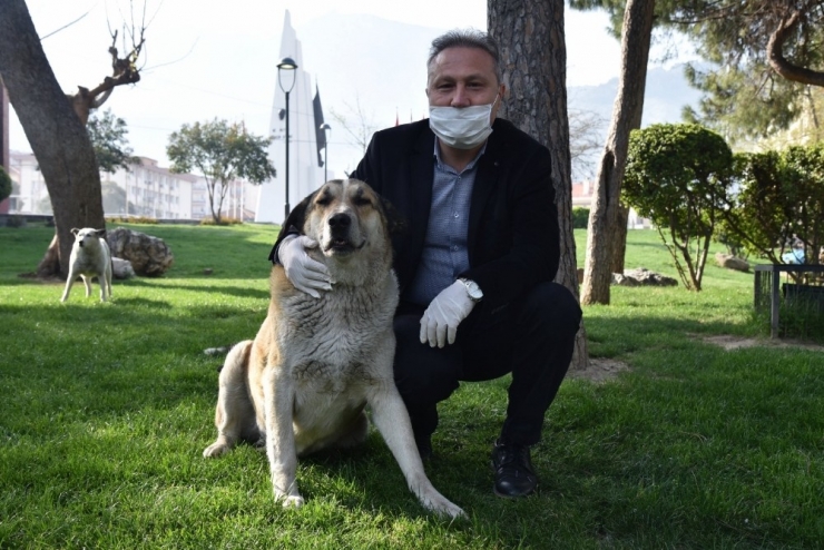 Büyükşehir Sokak Hayvanlarını Unutmuyor