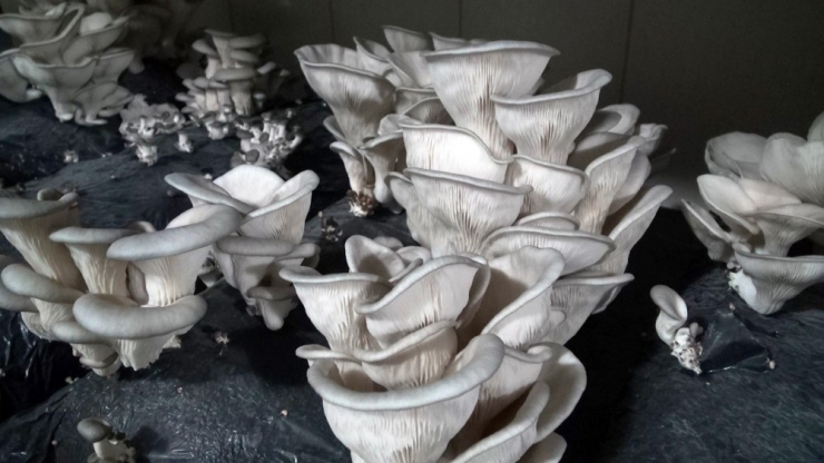 Tarsus’ta Kursiyerlerin Ürettiği İstiridye Mantarı Hasat Edildi