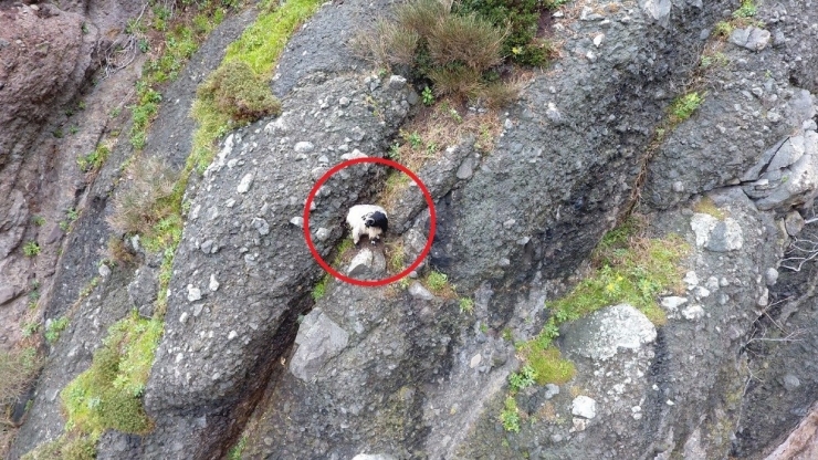 Mahsur Kalan Keçi Uçurumdan Düşerek Telef Oldu