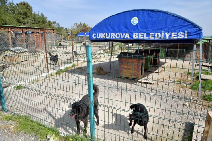 Kozan’da Birbirini Yiyen Köpeklere Çukurova Sahip Çıktı