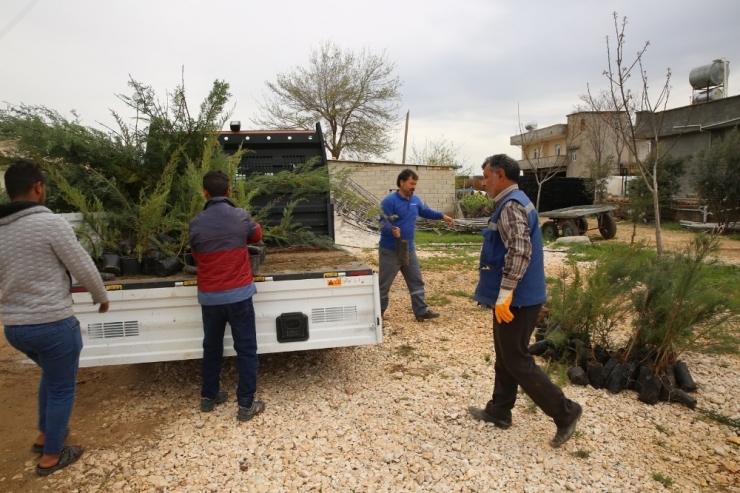 Haliliye’yi Yeşillendirme Çalışmaları