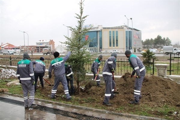 Kütahya Orman Bölge Müdürlüğünden Ağaçlandırma Çalışmaları