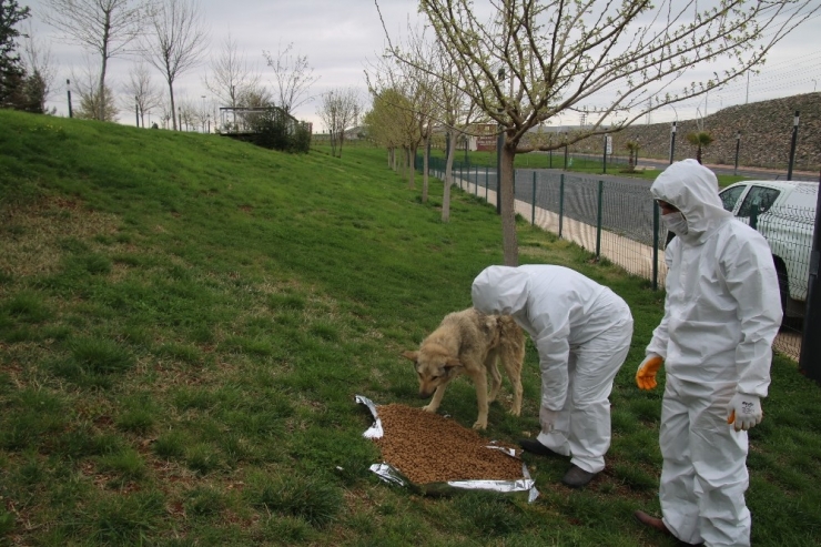 Şanlıurfa’da Sokak Hayvanları Unutulmadı