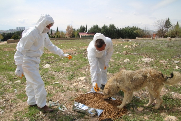 Şanlıurfa’da Sokak Hayvanları Unutulmadı