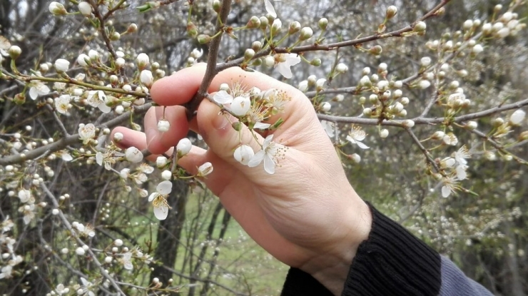 Soğuk Havanın Hakim Olduğu Bilecik’te Erik Ağaçları Çiçek Açtı