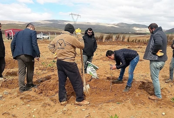 Yazıhan’da Trabzon Hurması Bahçesi Kuruluyor