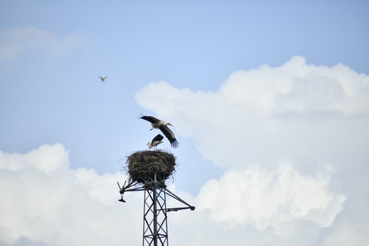 Yuva Var Diye Sökülmeyen Elektrik Direğinin Misafirleri Döndü
