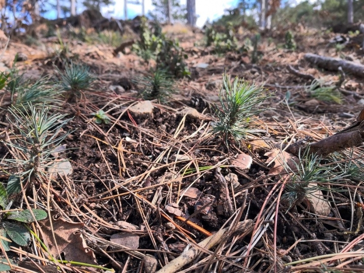 Balıkesir’deki Ormanlar Gençleşiyor