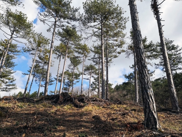 Balıkesir’deki Ormanlar Gençleşiyor