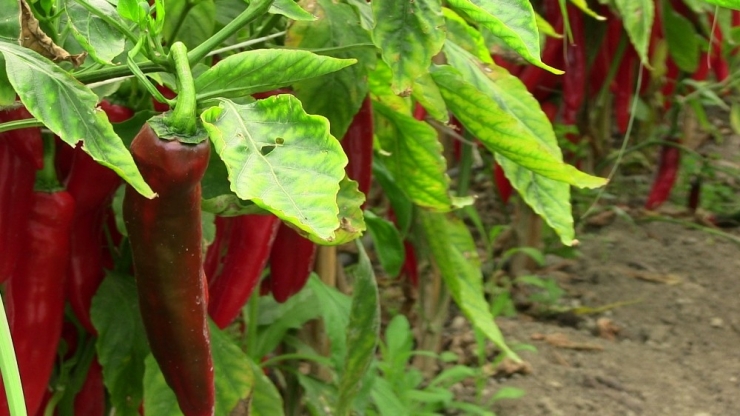 Şifa Deposu Samandağ Biberi Tüketicinin Gözdesi Oldu