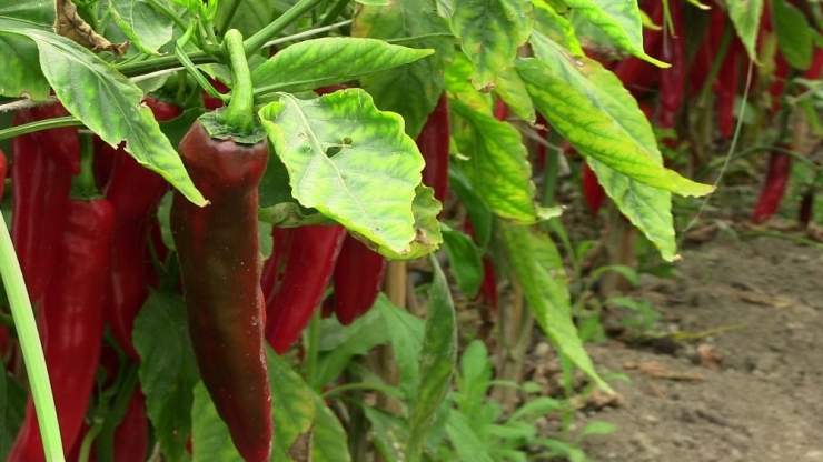 Şifa Deposu Samandağ Biberi Tüketicinin Gözdesi Oldu