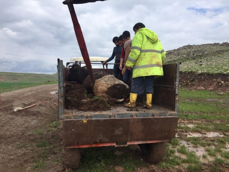 Sele Kapılan Hayvanları Bağlar Belediyesi Kurtardı