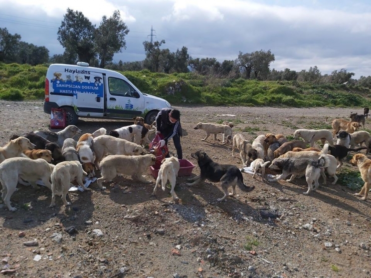 Sokak Hayvanlarını Unutmuyorlar