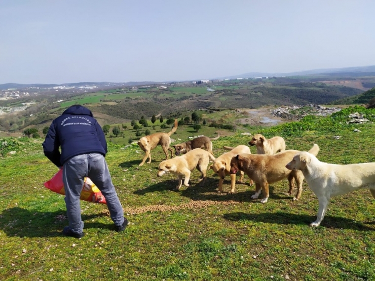 Gebze’de Sokak Hayvanları Unutmadı