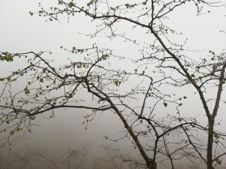 Fındıkta Hasar Tespit Çalışmaları Devam Ediyor