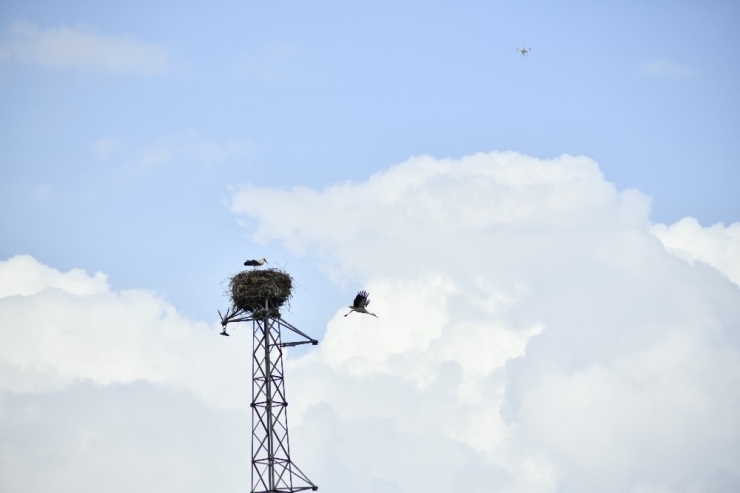 Yuva Var Diye Sökülmeyen Elektrik Direğinin Misafirleri Döndü