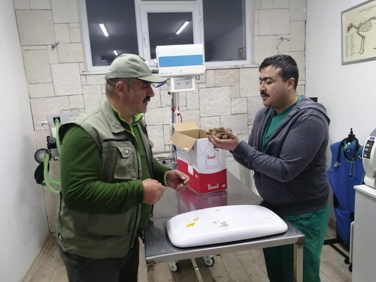 Kastamonu’da Çalışan Orman İşçileri Sincap Yavrularına Sahip Çıktı