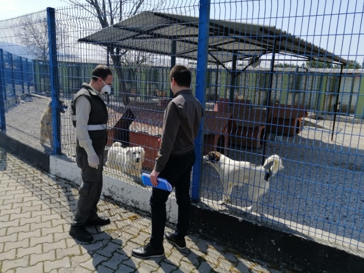Korona Virüs Sahipsiz Hayvanların Bakımına Engel Olmadı
