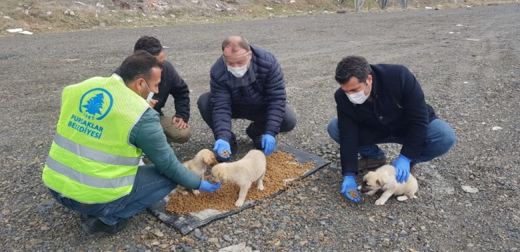 Pursaklar Belediyesi Sokak Hayvanlarını Unutmadı