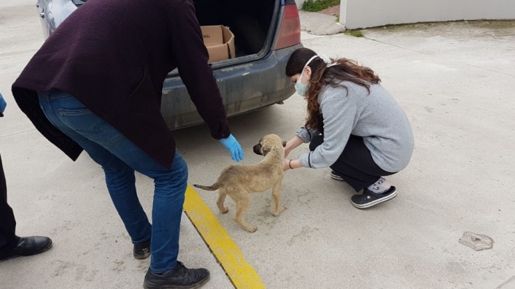 Evinden Çıkamayan Yaşlı Vatandaşın Yaralı Köpeğini Belediye Tedavi Ettirdi