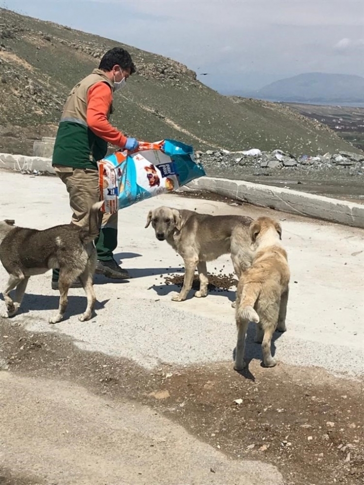 Sokak Hayvanları Unutulmuyor