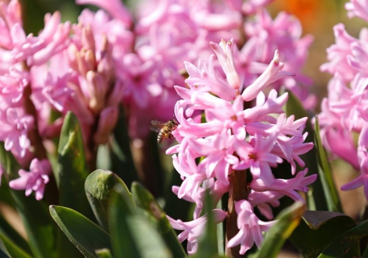 Sultangazi Belediyesi’nden Bahar Hazırlığı