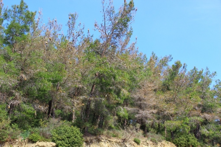 Aydın’da Çam Ormanları Çam Kese Böceği İstilasına Uğradı