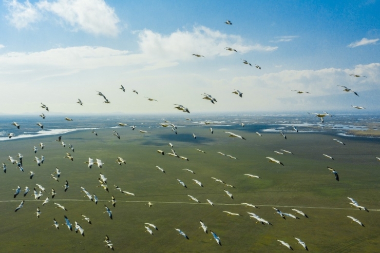 Pelikanlar Eber Gölünde Görüntülendi